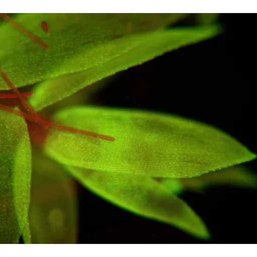 Bresser Optik 5770500 Science ADL 601 F LED Átvilágító mikroszkóp Trinokulár 1000 x Átvilágítás, Beeső fény