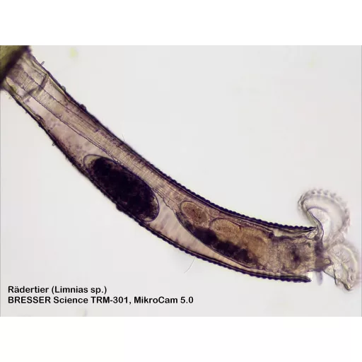 Bresser Optik 5760100 Science TRM 301 Átvilágító mikroszkóp Trinokulár 1000 x Átvilágítás