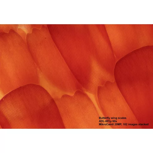 Bresser Optik 5770200 ADL 601 P Átvilágító mikroszkóp Trinokulár 600 x Beeső fény, Átvilágítás