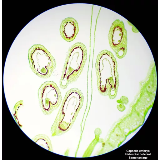 Bresser Optik 5750800 Science TFM-201 Bino Átvilágító mikroszkóp Binokulár 1000 x Átvilágítás