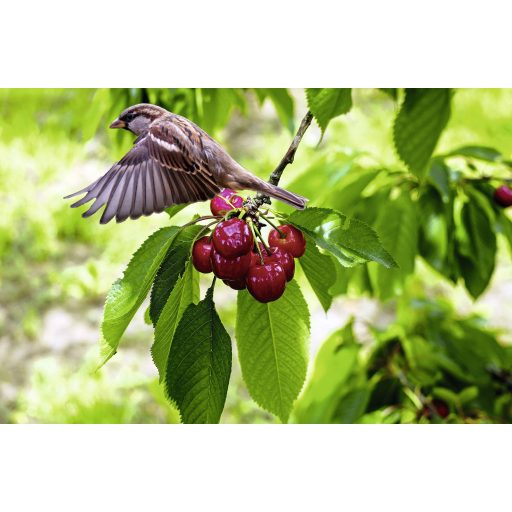 Gardigo Solar Vogelscheuche Feindgeräusch Madárriasztó Funkcióelv Elriasztás 1 db